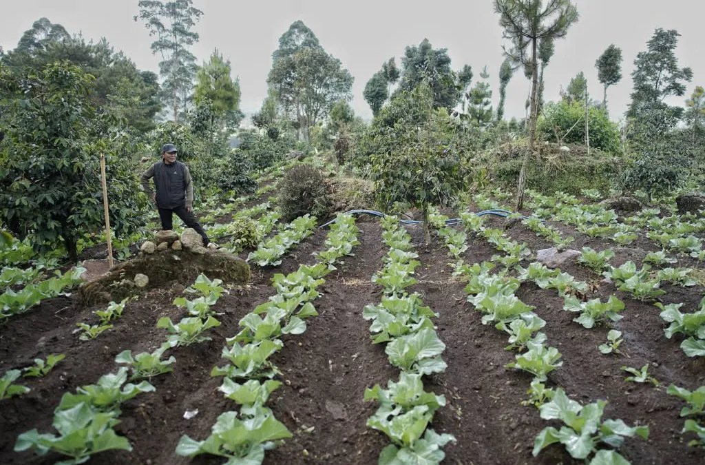Seorang petani sayuran mengecek lahan pertanian miliknya di Dusun Citawa, Desa Tarumajaya, Kecamatan Kertasari, Kabupaten Bandung