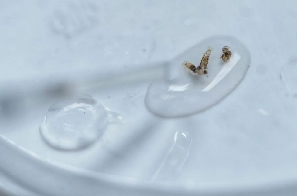 Pakan bibit nyamuk yang telah diberi kuman Wolbachia untuk Cegah DBD. Untuk mencegah penyebaran nyamuk Aedes aegypti, Pemkot Jakarta Barat menyiapkan sekitar 4.100 ember bibit nyamuk bakteri wolbachia.