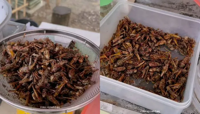 Warga Yogyakarta khususnya Gunung Kidul pasti sudah tidak asing lagi dengan walang goreng atau belalang goreng.