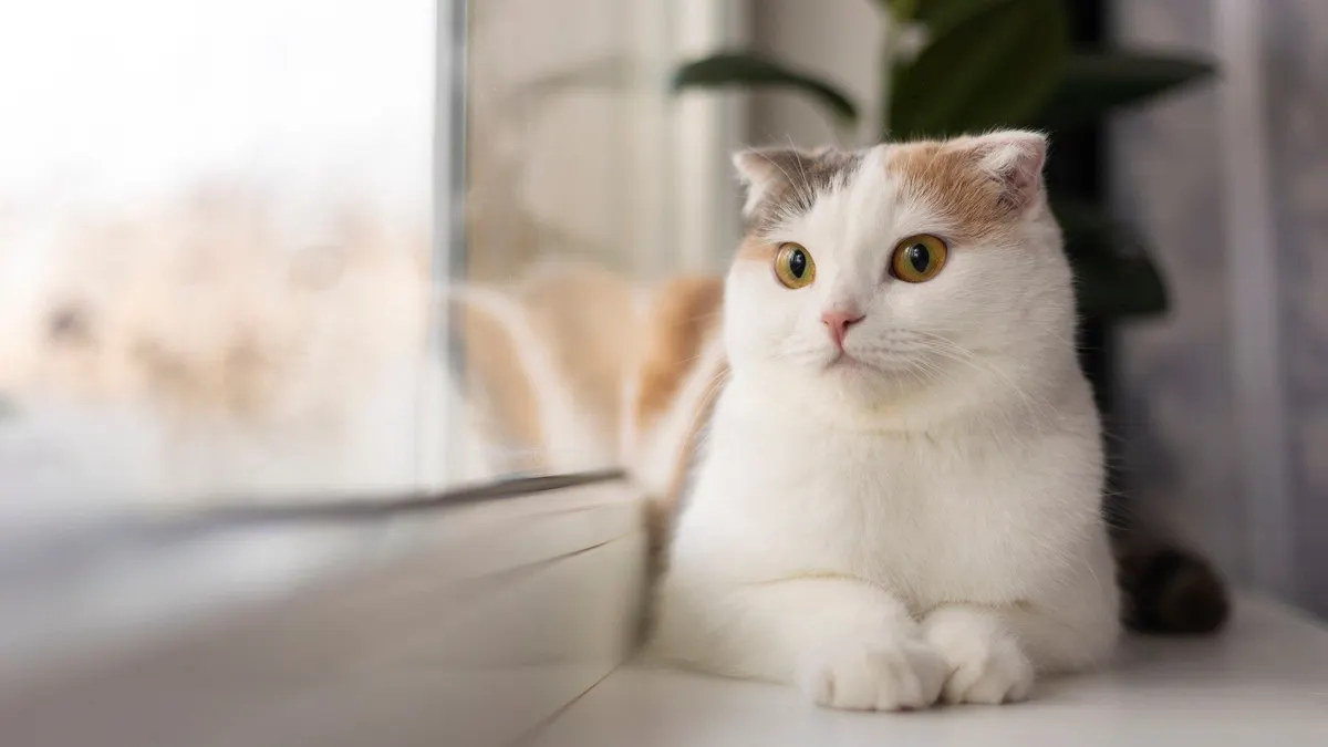 Ilustrasi kucing ditinggal mudik.