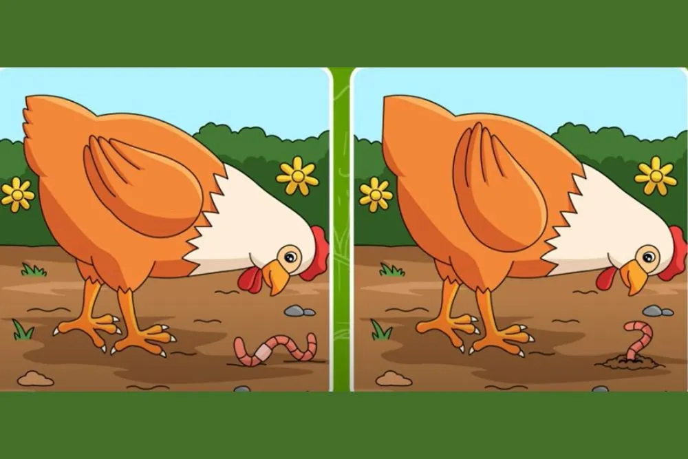 Tes IQ: Ada 5 Perbedaan pada Gambar Ayam Ini, Coba Temukan Minimal 3 Saja, Yuk Latih Konsentrasi! (fresherslive.com)