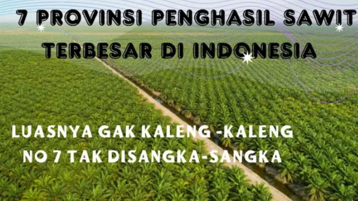 Provinsi Penghasil Kelapa Sawit Terbesar di Indonesia