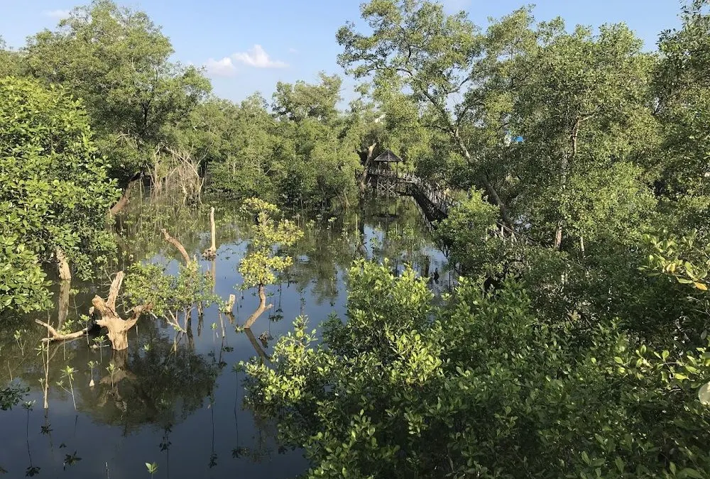 Hutan Mangrove Margomulyo di Balikpapan Barat