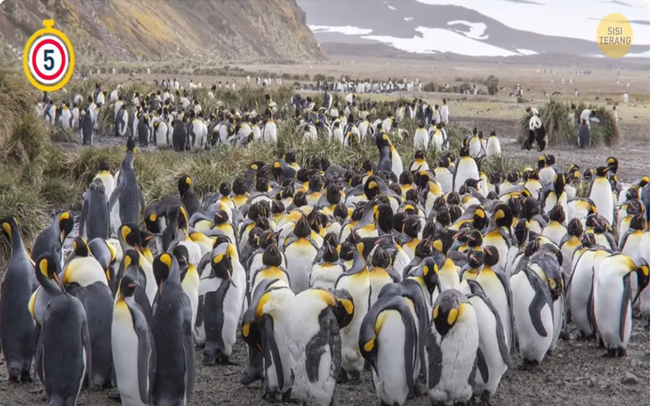Tes Penglihatan: Temukan Seekor Panda di Antara Penguin dalam Waktu 5 Detik, Bisa?