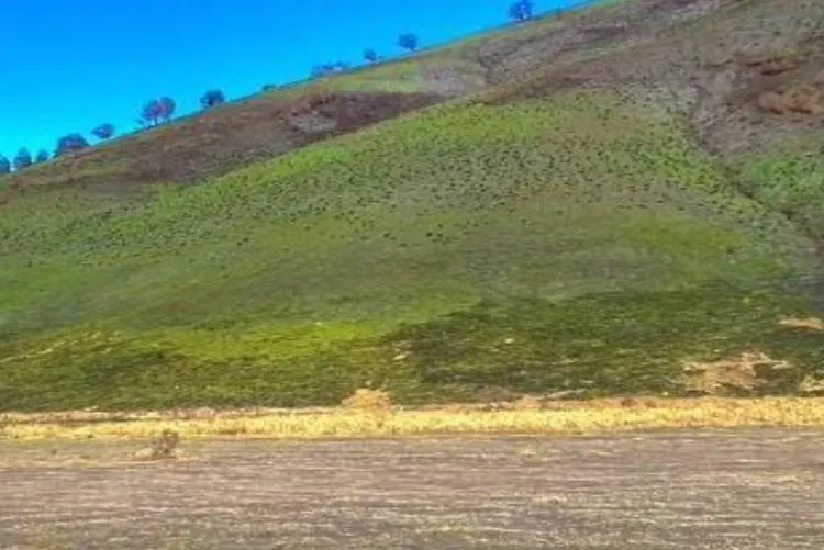 Savana Bromo terlihat kembali menghijau dengan rumput-rumput baru yang tumbuh