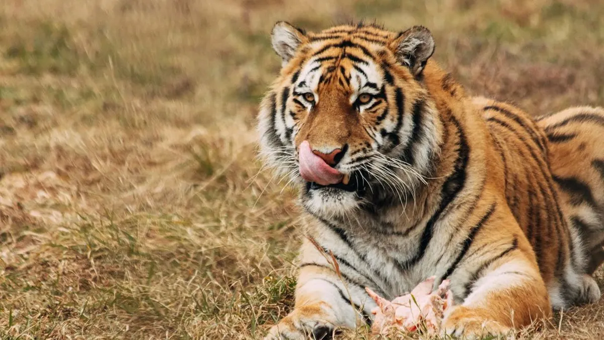 Illustrasi. Harimau 