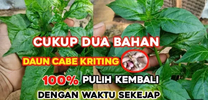 Ilustrasi mengatasi keriting kuning pada cabai rawit.