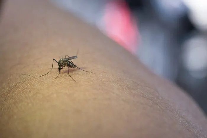 Ilustrasi. Untuk mencegah penyebaran penyakit Demam Berdarah Dengue (DBD), Suku Dinas Kesehatan Jakarta Barat akan menyebar nyamuk pembawa bakteri wolbachia pada awal Desember 2023.