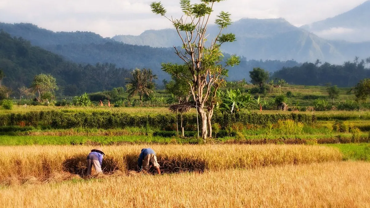 Illustrasi. 10 Kabupaten Kota Penghasil Padi Terbanyak di Jawa Timur, Nomor 1 Bukan Surabaya atau Malang