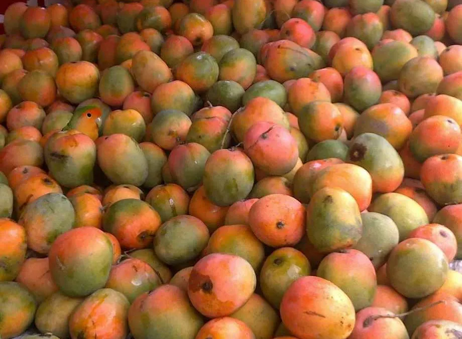 Tes Ilusi Optik: Uji Kejelian Mata dengan Coba Temukan Seekor Burung di Antara Buah Mangga
