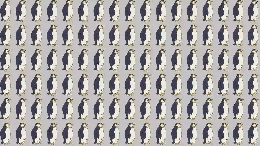 Tes Penglihatan: Kerahkan Keterampilan Observasi dan Temukan Pinguin Paling Berbeda dari Gambar Ini, Ketemu?