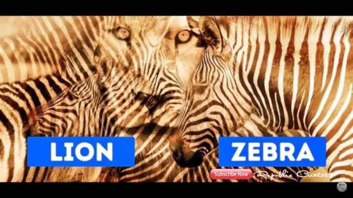 Tes Psikologi: Zebra atau Singa? Gambar Mana yang Pertama Kali Kamu Lihat