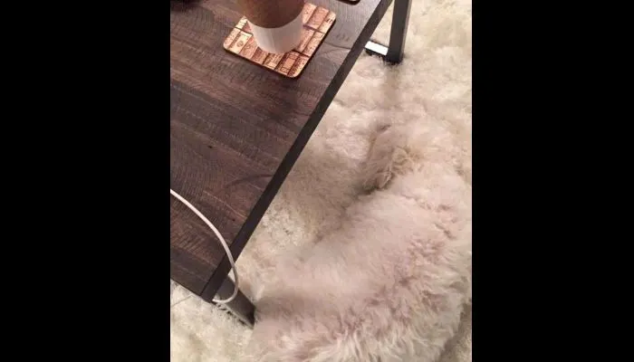 Tes Ilusi Optik: Bisakah Kamu Temukan Seekor Anjing dalam Waktu 4 Detik? Ayo Uji Keterampilan Observasi