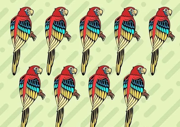 Tes Asah Otak: Bisakah Kamu Menemukan Burung Macaw Paling Berbeda di Kawanannya?