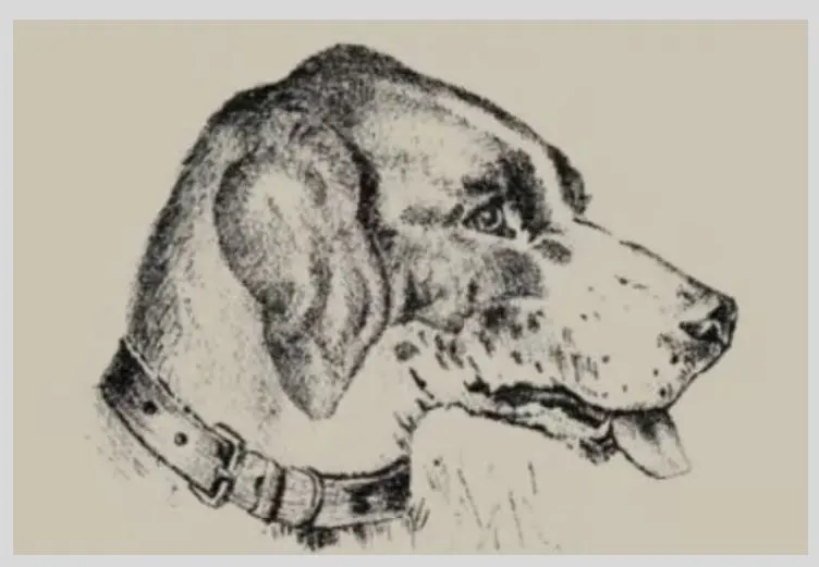Tes Ilusi Optik: Temukan Sosok Wajah di Gambar Sketsa Anjing dalam Waktu 10 Detik untuk Uji Kecerdasanmu!