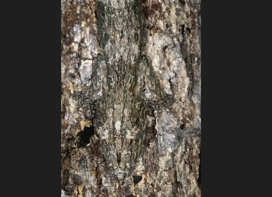 Tes Penglihatan: Bisakah Kamu Menemukan Tokek Tersembunyi di Gambar Ilusi Optik Ini?