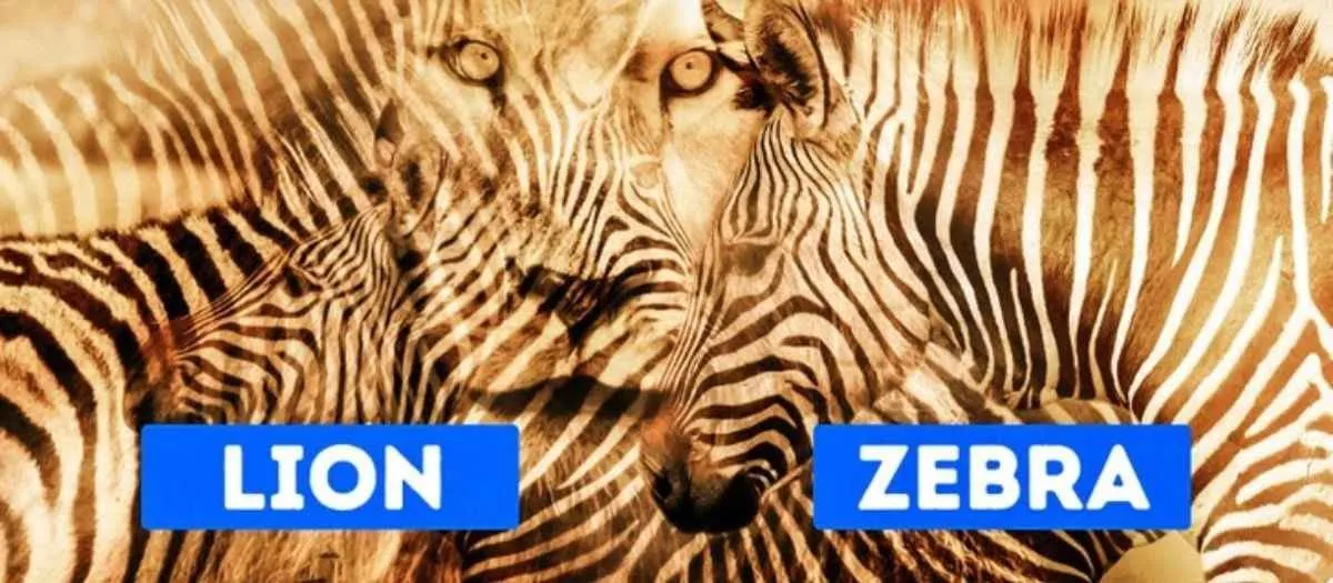 Tes Kepribadian: Zebra atau Singa? Hewan yang Dilihat Pertama Kali Ungkap Kamu Introvert atau Ekstrovert