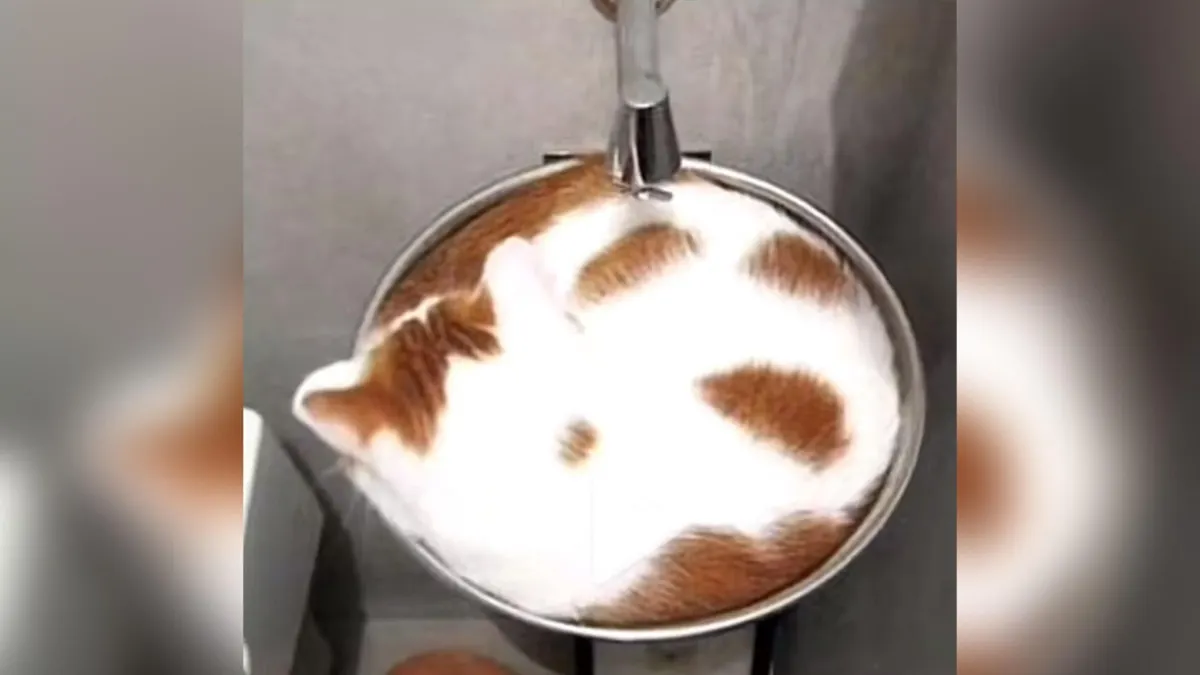 TES KEPRIBADIAN: Gambar Kopi Atau Kucing yang Kamu Lihat Pertama Kali ? Salah Satunya Menandakan Kamu Sosok yang Tidak Suka Minta Tolong