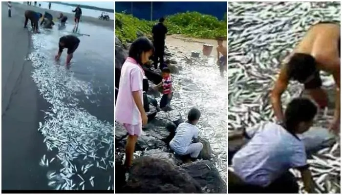 Fenomena ikan naik ke pantai bikin warga masih ketakutan, selain gempa juga datangnya tsunami 