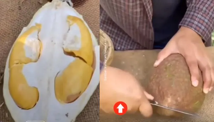 Viral Buah Durian Tidak Berduri? Inovasi Unik Durian Gundul Kini Bisa Ditemukan di Mekarsari Bogor!