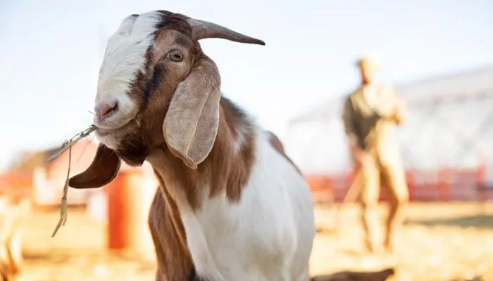 Ilustrasi hewan kurban kambing