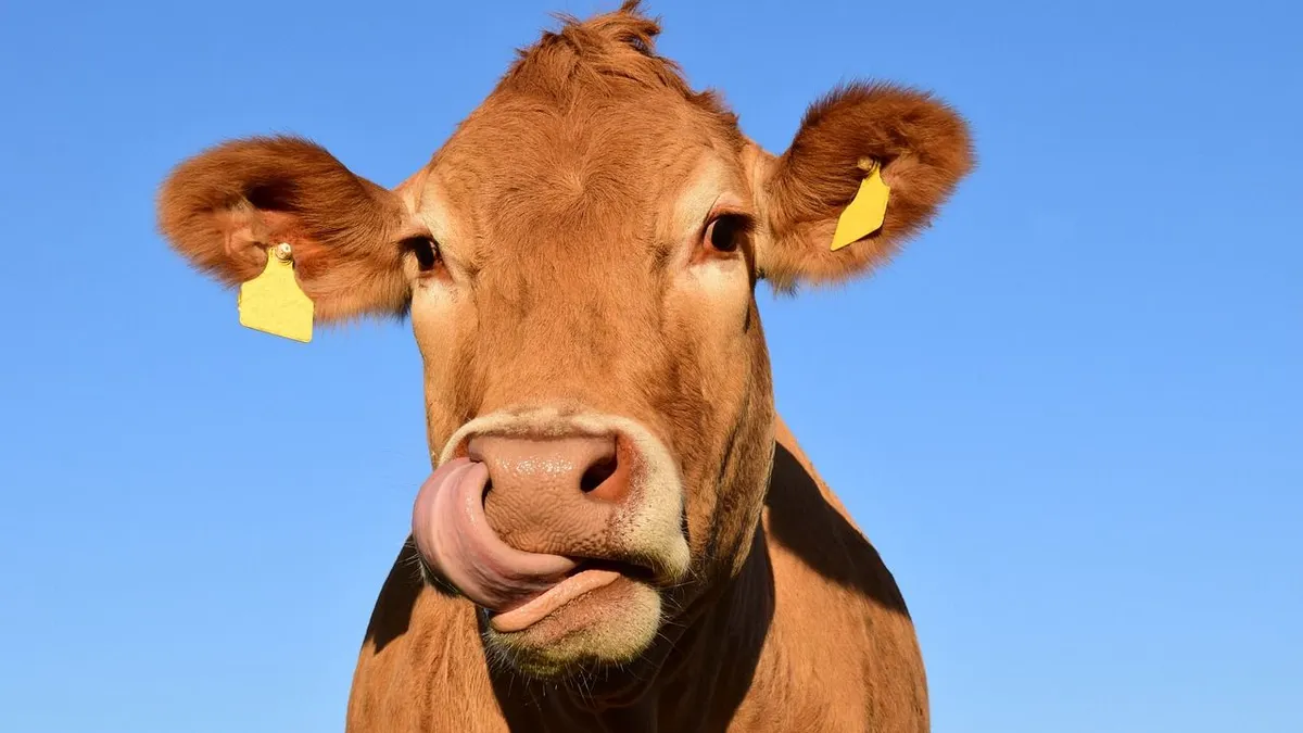 Illustrasi. Sapi