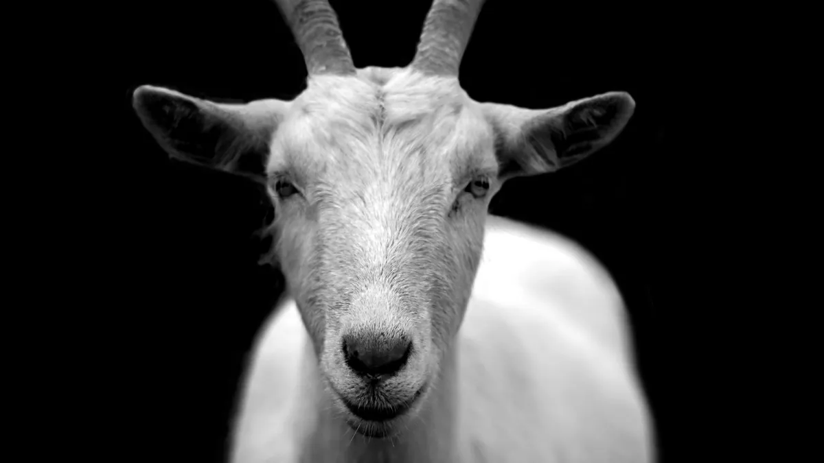 Illustrasi. Qurban Kambing