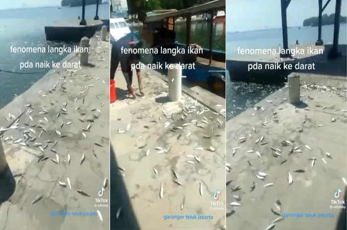 Fenomena Ikan Naik Permukaan menjadi perbincangan banyak orang di Tiktok 