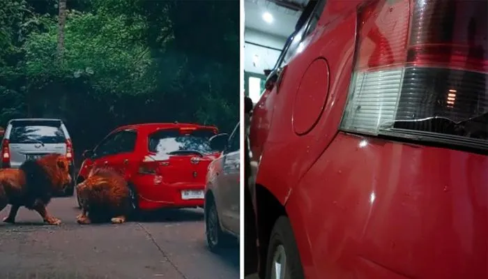 Momen Kocak Mobil Ditabrak Sang Raja Hutan, Pemilik Ogah Damai dengan Pelaku: Salaman Aja Ane Nggak Mau