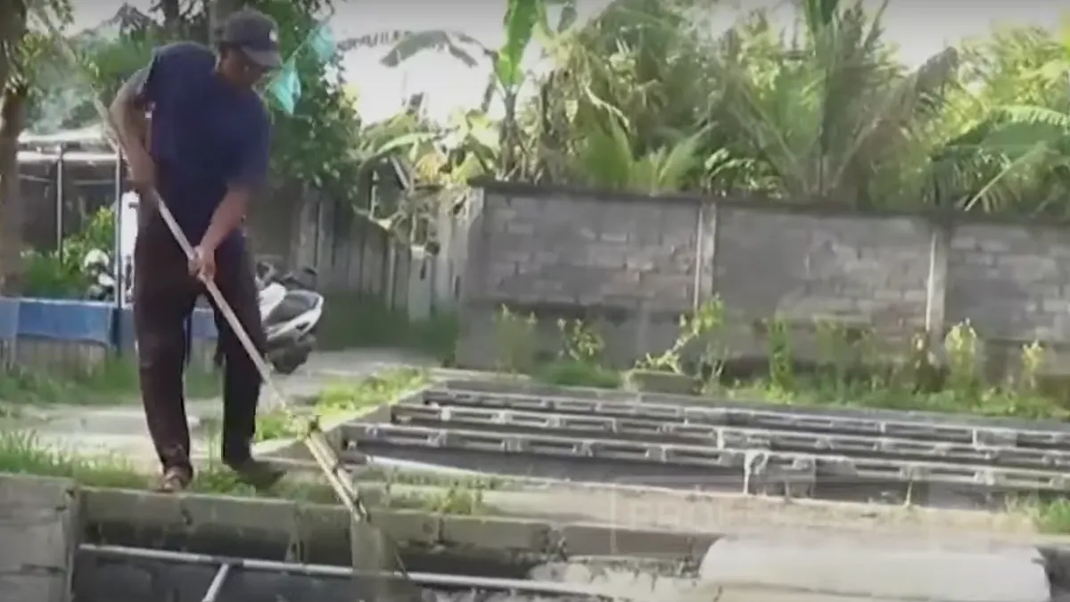 Jangan Gengsi, Budidaya Ikan Lele Menjanjikan Bisa Capai Omzet Rp10 Juta Per Hari!