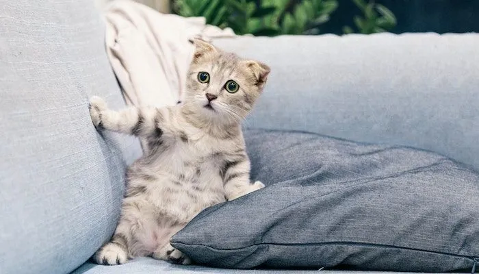 Potret kucing.