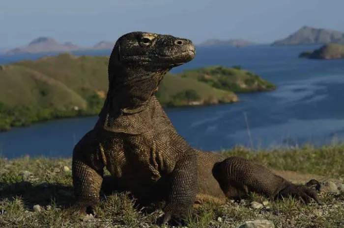 Harga tiket masuk ke Pulau Komodo, Pulau Padar dan Perairan sekitar Pulau di NTT yang sebelumnya diwacanakan akan naik menjadi Rp3,75 juta dibatalkan.