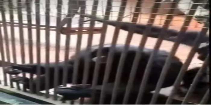 viral seekor monyet mengambil Hp pengunjung kebun Binatan Ragunan