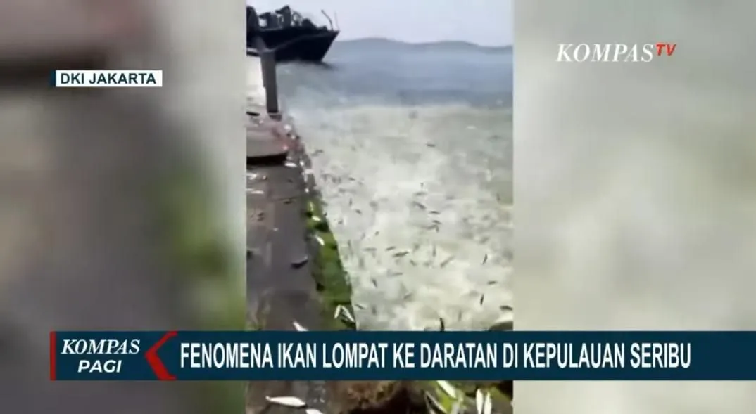 Fenomena Ribuan Ikan Lompat ke Daratan Pertanda Gempa atau Tsunami? BMKG Berikan Penjelasan Ini..