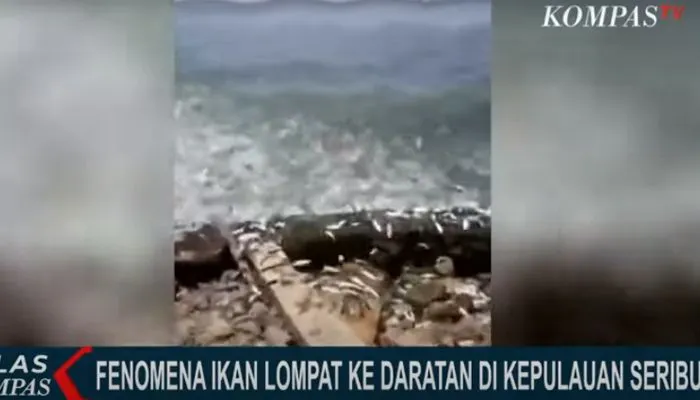 Viral Ribuan Ikan Lompat ke Daratan, Masyarakat Khawatir Akan Tanda-tanda Gempa dan Tsunami, Begini Kata BMKG