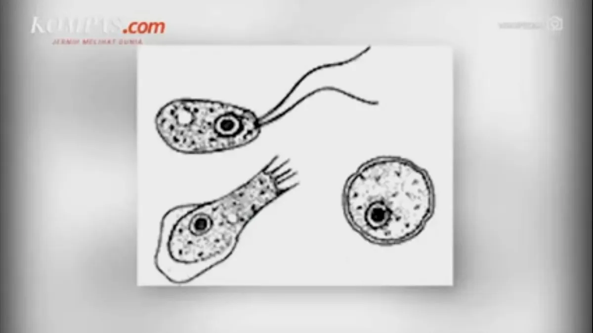 Ngeri! Amoeba Pemakan Otak Tercatat jadi Penyebab Kematian Hingga 97 Persen, Begini Ciri-cirinya