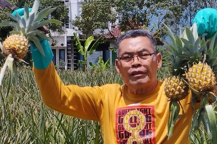 Fantastis! Petani Nanas di Purbalingga Capai Keuntungan hingga Puluhan Juta, Simak Kisahnya