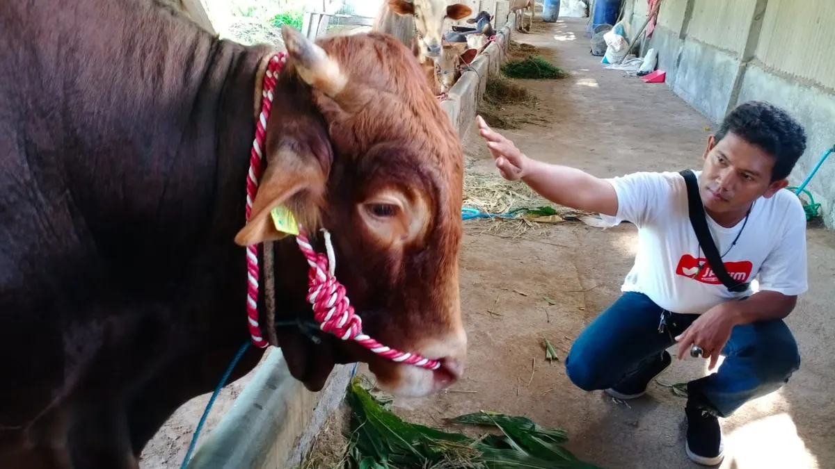 Gasby, salah satu sapi jumbo yang dibeli Presiden Jokowi dari warga Desa Klumprit Lumajang.