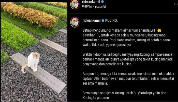 Kucing yang berada di makam Eril
