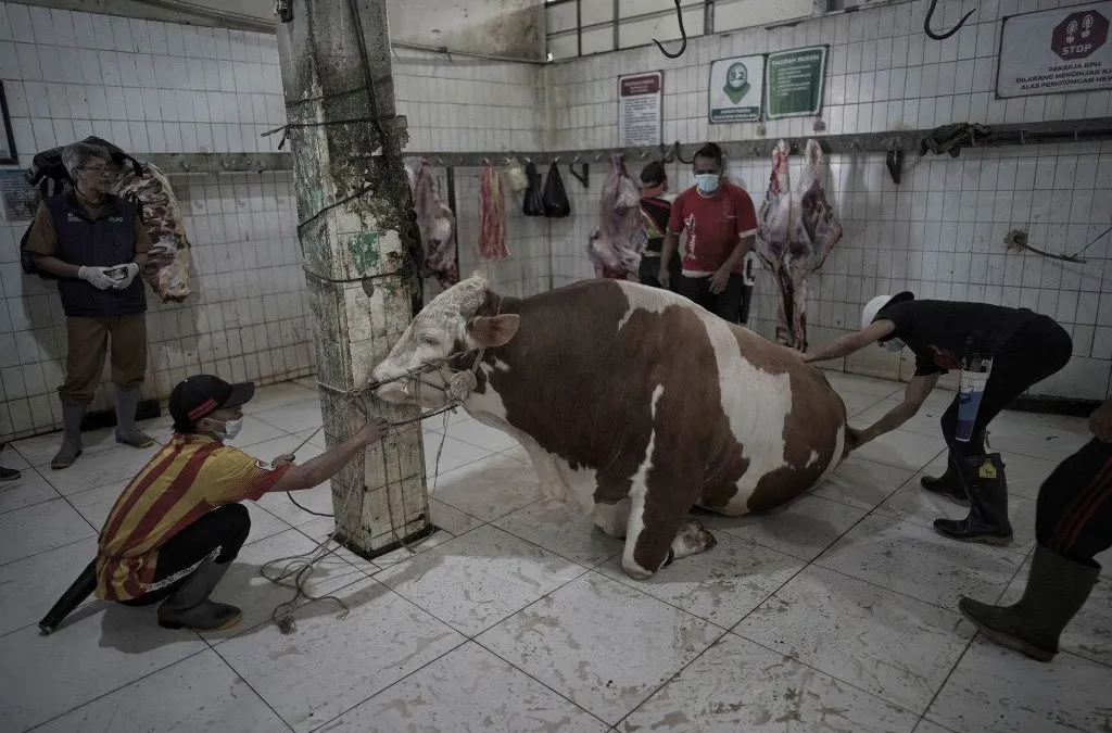 Petugas hendak menyembelih sapi kurban. Beberapa tips ampuh untuk menghilangkau bau amis dan mengempukkan daging kurban untuk hidangan Idul Adha.