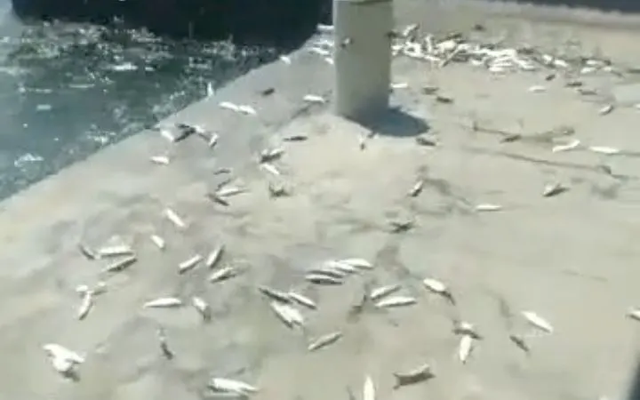 Heboh Fenomena Ikan Naik ke Daratan Dikaitkan dengan Bencana Alam, Begini Penjelasan BMKG!