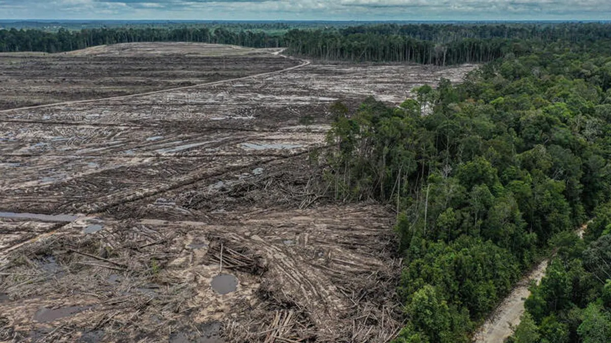 Ilustrasi | Pembukaan lahan hutan untuk proyek food estate di Sepang, Gunung Mas, Kalimantan Tengah.