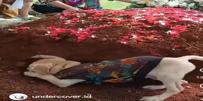 Viral kesedihan seekor anjing yang ditinggal majikannya, terus menggali makam sang majikan