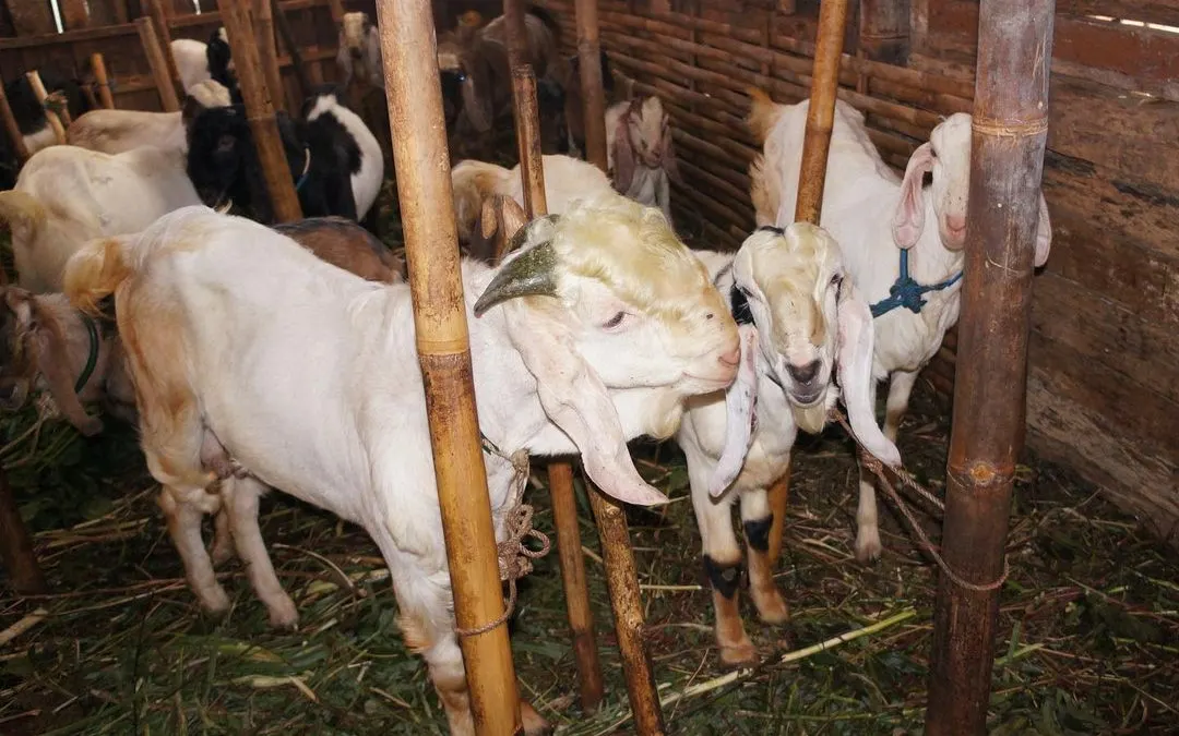 Ilustrasi Kurban dengan kambing betina 