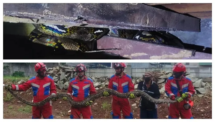 Ular Sanca Sepanjang 6 Meter Berada di Plafon Gudang di Jakarta Timur