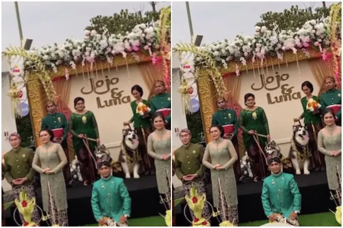 Dinas Kebudayaan (Disbud) Daerah Istimewa Yogyakarta (DIY) mengecam pernikahan Anjing Jojo dan Luna yang dilakukan menggunakan prosesi adat Jawa.