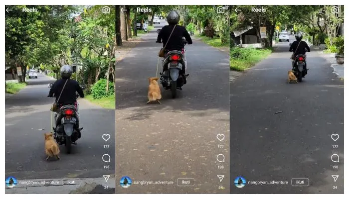 Seorang Wanita di Bali Menyeret Anjing Menggunakan Motor