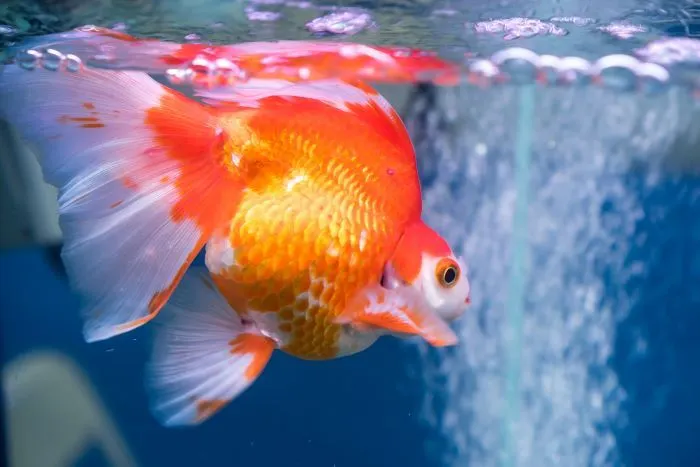 Ilustrasi. Beberapa hal yang perlu dijadikan pertimbangan dalam merawat ikan mas koki antara lain kebersihan tempat, air, juga makanannya.