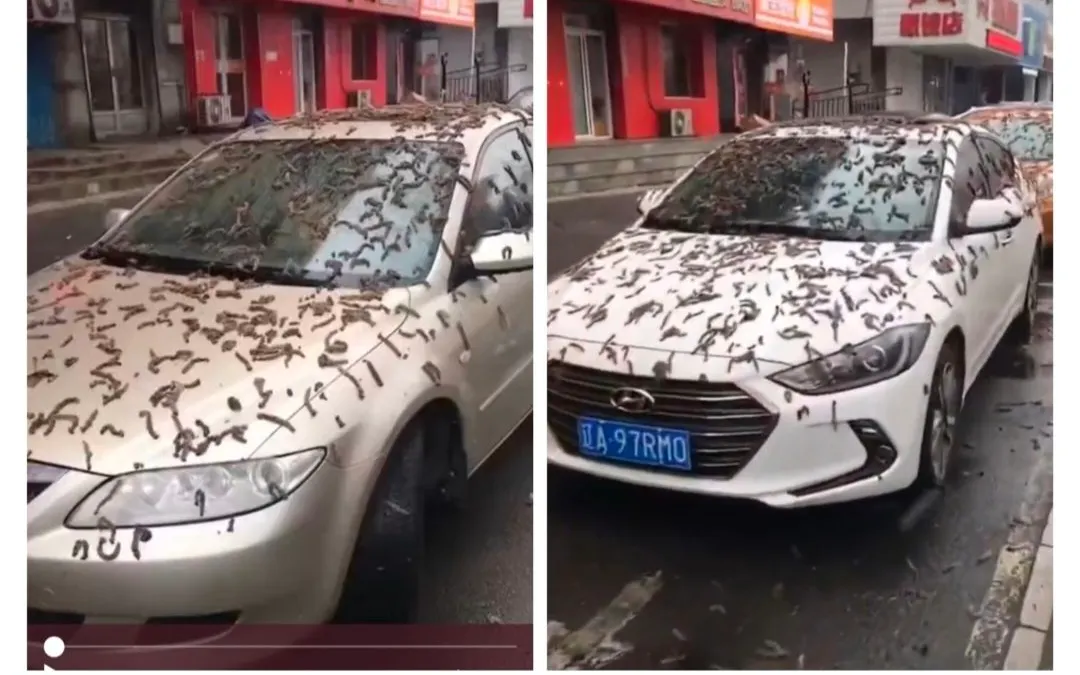Viral Video Hujan Cacing di China