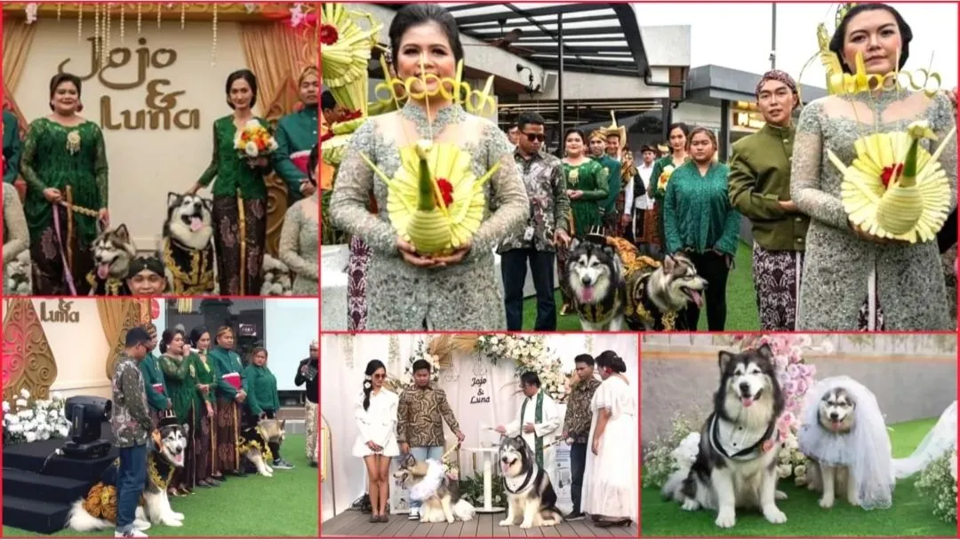 Pasangan anjing yang dinikahkan memakai adat budaya Jawa di Hyde PIK, Jumat (14/7/2023).